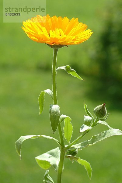 Blüte der Ringelblume - Korbblütler - enthalten Flavonoide ätherisches Öl und Polysaccaride - wirkt entzündungshemmend und antimikrobiell und fördert die Wundheilung - zur äußeren Behandlung mit Salben Tinkturen oder Umschläge bei entzündlichen Erkrankungen der Haut Erfrierungen oder Verbrennungen - Heilpflanze - medizinische Verwendung - kosmetische Verwendung - Grundstoff - Marigold - medicinal plant - herb - Calendula officinalis - Fiorranchio coltivato -