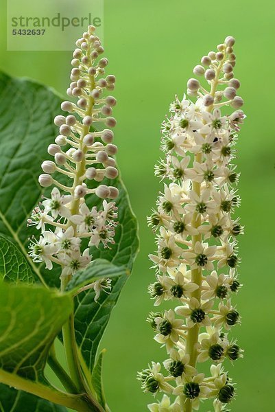 Blüte der Kermesbeere - phytolacca americana - giftig - Symtome sind Speichelfluß Übelkeit Erbrechen Durchfall Schock Krämpfe und Atemlähmung - Heilpflanze - Giftpflanze - medizinische Verwendung - Pokeweed - blossom - medicinal plant - herb - poisonous plant - Cremesina uva-turca