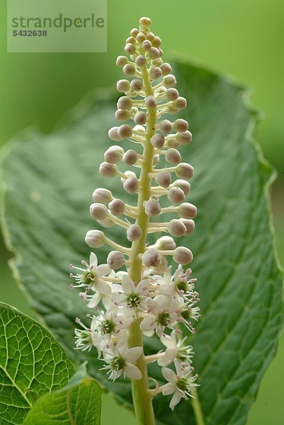 Blüte der Kermesbeere - phytolacca americana - giftig - Symtome sind Speichelfluß Übelkeit Erbrechen Durchfall Schock Krämpfe und Atemlähmung - Heilpflanze - Giftpflanze - medizinische Verwendung - Pokeweed - blossom - medicinal plant - herb - poisonous plant - Cremesina uva-turca