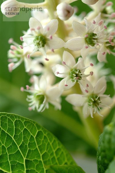 Blüte der Kermesbeere - phytolacca americana - giftig - Symtome sind Speichelfluß Übelkeit Erbrechen Durchfall Schock Krämpfe und Atemlähmung - Heilpflanze - Giftpflanze - medizinische Verwendung -