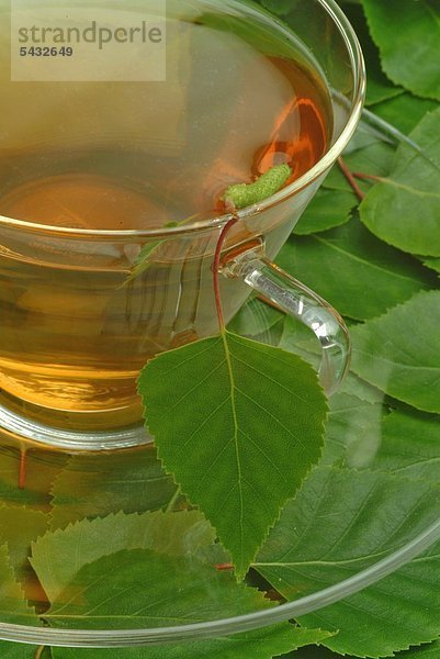 Gesundheitspflege Pflanze Silber Birke Tee