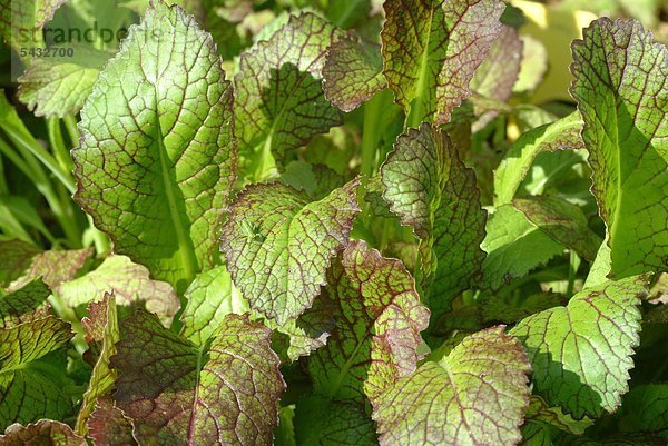 Nahaufnahme der Roten Senfsprosse auf einem Feld - Salat - Gemüse - Rohkost - rassica juncea - Mustard greens - leaf mustard - Indian mustard - vegetable - salad - raw food - Brassica juncea - Senape indiana