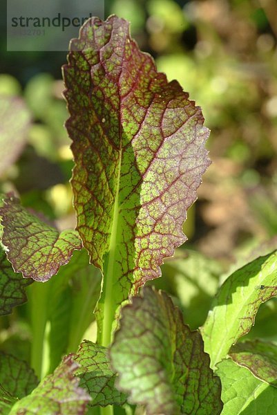 Nahaufnahme der Roten Senfsprosse auf einem Feld - Salat - Gemüse - Rohkost - rassica juncea - Mustard greens - leaf mustard - Indian mustard - vegetable - salad - raw food - Brassica juncea - Senape indiana