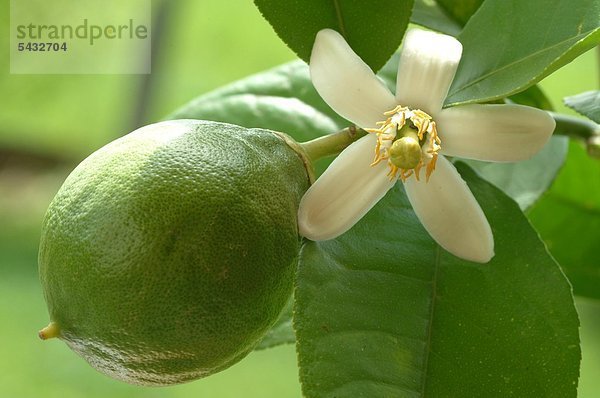 Blüte und unreife Frucht der Zitrone - Zitronenblüte - Frucht - Zitruspflanze - Zitrusfrucht - mit sehr saurem Geschmack und hohem Vitamin C - Anteil - enthält viel Pektin Phosphor Calcium Magnesium Kalium - wächst am Baum - gut für Zähne und Knochen