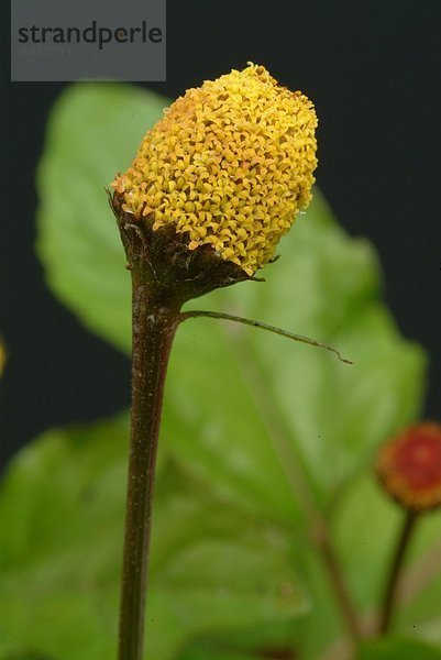 eine Blüte der Parakresse - Parakresse - Spilanthes acmella Murr. - Spilanthes oleracea L. - Zahnwehpflanze - die Blätter und Blütenkörbchen werden verwendet - geruchlos - Geschmack im Mund- und Rachenraum erst leicht scharf dann ein leichtes taubes Gefühl hervorrufend - ähnelt dem Szechuanpfeffer - enthält : das Alkamid Spilanthol ätherische Öle - heimisch in Südamerika ( Brasilien ) - findet vor allem in der Brasilianischen Küche Verwendung - lokalanästhetische Wirkung bei Zahnschmerzen - Heilpflanze - medizinische Verwendung - wirksam gegen Viren und Pilze - abwehrsteigernde Wirkung - Korbblütler - Paracress - salad - medicinal plant - herb -food - toothache plant