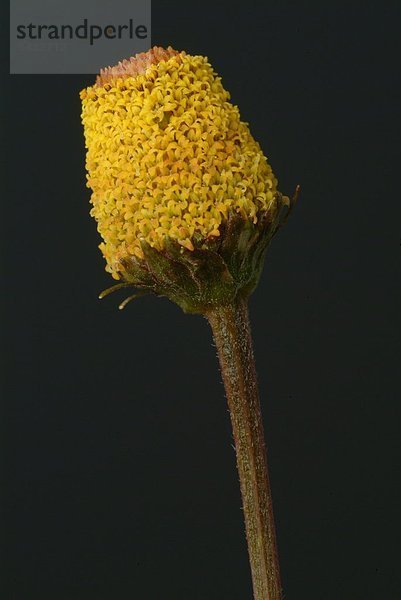 eine Blüte der Parakresse auf schwarzem Grund - Parakresse - Spilanthes acmella Murr. - Spilanthes oleracea L. - Zahnwehpflanze - die Blätter und Blütenkörbchen werden verwendet - geruchlos - Geschmack im Mund- und Rachenraum erst leicht scharf dann ein leichtes taubes Gefühl hervorrufend - ähnelt dem Szechuanpfeffer - enthält : das Alkamid Spilanthol ätherische Öle - heimisch in Südamerika ( Brasilien ) - findet vor allem in der Brasilianischen Küche Verwendung - lokalanästhetische Wirkung bei Zahnschmerzen - Heilpflanze - medizinische Verwendung - wirksam gegen Viren und Pilze - abwehrsteigernde Wirkung - Korbblütler - Paracress - salad - medicinal plant - herb -food - toothache plant