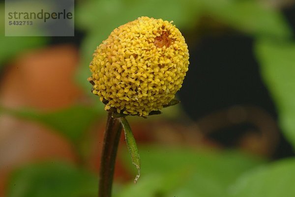 eine Blüte der Parakresse - Parakresse - Spilanthes acmella Murr. - Spilanthes oleracea L. - Zahnwehpflanze - die Blätter und Blütenkörbchen werden verwendet - geruchlos - Geschmack im Mund- und Rachenraum erst leicht scharf dann ein leichtes taubes Gefühl hervorrufend - ähnelt dem Szechuanpfeffer - enthält : das Alkamid Spilanthol ätherische Öle - heimisch in Südamerika ( Brasilien ) - findet vor allem in der Brasilianischen Küche Verwendung - lokalanästhetische Wirkung bei Zahnschmerzen - Heilpflanze - medizinische Verwendung - wirksam gegen Viren und Pilze - abwehrsteigernde Wirkung - Korbblütler - Paracress - salad - medicinal plant - herb -food - toothache plant