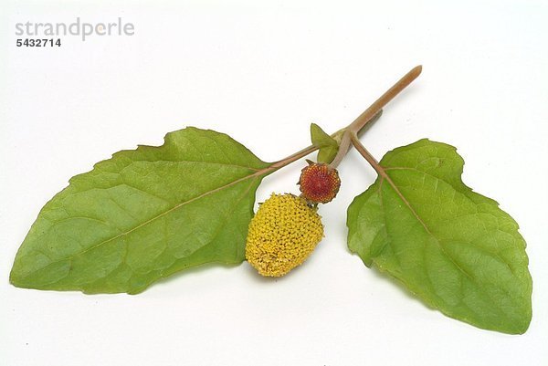 eine Blüte und Blätter der Parakresse auf weißem Grund - Parakresse - Spilanthes acmella Murr. - Spilanthes oleracea L. - Zahnwehpflanze - die Blätter und Blütenkörbchen werden verwendet - geruchlos - Geschmack im Mund- und Rachenraum erst leicht scharf dann ein leichtes taubes Gefühl hervorrufend - ähnelt dem Szechuanpfeffer - enthält : das Alkamid Spilanthol ätherische Öle - heimisch in Südamerika ( Brasilien ) - findet vor allem in der Brasilianischen Küche Verwendung - lokalanästhetische Wirkung bei Zahnschmerzen - Heilpflanze - medizinische Verwendung - wirksam gegen Viren und Pilze - abwehrsteigernde Wirkung - Korbblütler - Paracress - salad - medicinal plant - herb -food - toothache plant