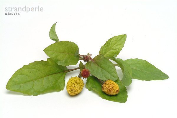 zwei Blüten und Blätter der Parakresse auf weißem Grund - Parakresse - Spilanthes acmella Murr. - Spilanthes oleracea L. - Zahnwehpflanze - die Blätter und Blütenkörbchen werden verwendet - geruchlos - Geschmack im Mund- und Rachenraum erst leicht scharf dann ein leichtes taubes Gefühl hervorrufend - ähnelt dem Szechuanpfeffer - enthält : das Alkamid Spilanthol ätherische Öle - heimisch in Südamerika ( Brasilien ) - findet vor allem in der Brasilianischen Küche Verwendung - lokalanästhetische Wirkung bei Zahnschmerzen - Heilpflanze - medizinische Verwendung - wirksam gegen Viren und Pilze - abwehrsteigernde Wirkung - Korbblütler -