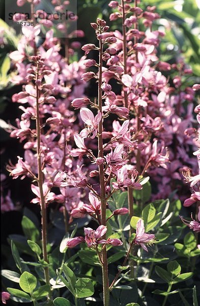 blühende Zweige der Diptam - Dictamnus albus - Aschwurz - Rautengewächs - Brennender Busch - enthält verschiedene ätherische Öle Alkaloide sowie Saponine Bitterstoffe und Flavonglykoside - fiebersenkende Tinktur als Einreibemittel gegen Rheuma - Rinde gegen Würmer und Wechselfieber - geschützte einheimische Wildpflanze - medicinal plant - pianta medicinale - Heilpflanze