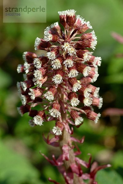 Die Blüten der Pestwurz - Petasites hybridus - umbrella plant Wirksam gegen Mikräne oder als Vorbeugung - bei Symptomen von Heuschnupfen - enthält Polypkenole Fukinolsäure und Glykoside - Heilpflanze - Kräuter - Wildpflanze - medizinische Verwendung -