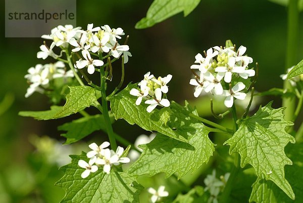 Knoblauchrauken vor unscharfem Hintergrund - Allaria officinalis - Knoblauchkraut - Knoblauch als Gemüse in der Küche - beim Zerreiben der Blätter entsteht Knoblauchduft - wirkt antiseptisch - leicht harntreibend - schleimlösend - als Breiumschläge zur Behandlung bei Insektenstiche - enthält ätherische Öle - Heilpflanze - Würzpflanze - Gewürz - Kräuter - Wildpflanze - medizinische Verwendung -