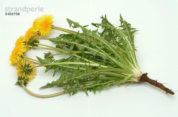 eine ganze Löwenzahnpflanze mit Wurzel auf weißem Untergrund - Löwenzahn -Taraxacum officinale - enthält Bitterstoffe Vitamine Carotin und Flavonide - eine Entschlackungskur kann im Frühjahr mit Löwenzahn durchgeführt werden - er hilft gegen entzündliche Erkrankungen der Harnwege - Bei Nieren- Gallen- Lebererkrankungen - blutreinigend harntreibend galletreibend - als Salat oder für den Aufguss - als Kraut Heilpflanze - medizinische Verwendung - Wildkräuter - Wildsalat -