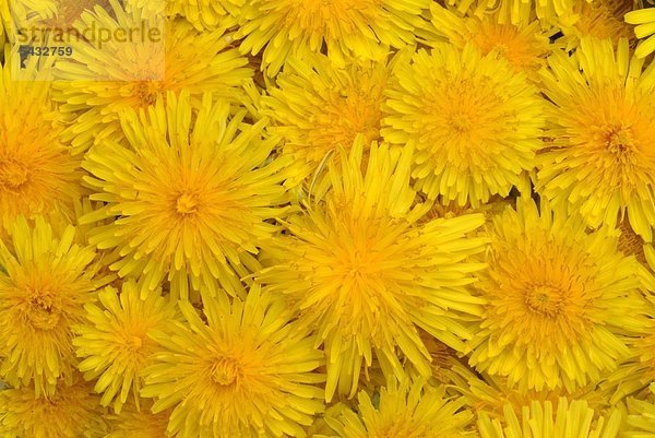 viele Blüten vom Löwenzahn formatfüllend - Löwenzahn -Taraxacum officinale - enthält Bitterstoffe Vitamine Carotin und Flavonide - eine Entschlackungskur kann im Frühjahr mit Löwenzahn durchgeführt werden - er hilft gegen entzündliche Erkrankungen der Harnwege - Bei Nieren- Gallen- Lebererkrankungen - blutreinigend harntreibend galletreibend - als Salat oder für den Aufguss - als Kraut Heilpflanze - medizinische Verwendung - Wildkräuter - Wildsalat -