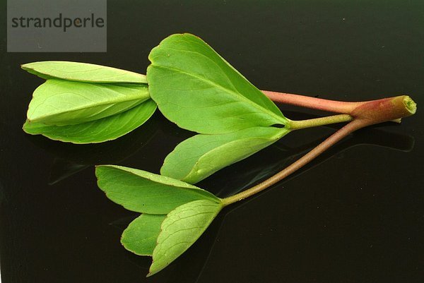 Fieberklee ohne Blüten auf schwarzem Untergrund - Biberklee Bitterklee - Menyanthes trifoliata L. - Blätter enthalten Bitterstoffe - zur Behandlung von Appetitlosigkeit und Verdauungsbeschwerden -regt Magensaft und Speichel an - Sekretion - Heilpflanze - medizinische Verwendung -