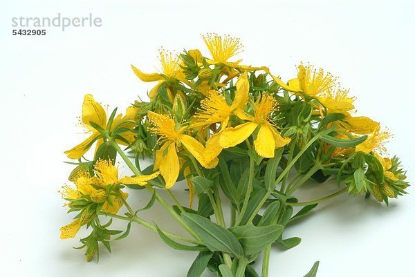 Johanniskraut - Heilpflanze - medizinische Verwendung - Saint John's Wort - medicinal plant - herb - Hypericum perforatum - Iperico - Hartheugewächs - Hartheu - Echtes Johanniskraut - Sonnwendkraut - Tüpfeljohanniskraut - Tüpfelhartheu - blühende Zweige seitlich - hilft gegen Depressionen - Magen- und Darmstörungen