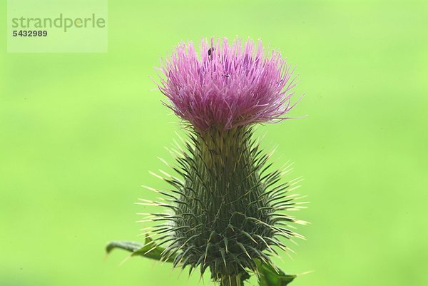 Blüte einer Eseldistel vor grünem Hintergrund - Eselsdistel - Onopordum acanthium - Blütenblätter zum Würzen und Färben von Speisen - aus den Samen wird essbares Öl hergestellt - die Pflanze wirkt herzstärkend - der Saft wurde mit Erfolg in der Behandlung von Krebs und Geschwüren eingesetzt - verringert den Abfluß der Schleimhäute ( Sud aus den Wurzel ) enthält Bitterstoffe Gerbstoffe und Flavonglykoside - Cotton thistle - scotch thistle - medicinal plant - herb - Onopordum acanthium - onopordon - Onopordo tomentoso -