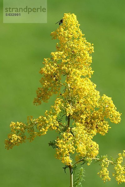 Goldrute vor grünem Hintergrund - Echte Solidago virgaurea - Goldrute enthält Flavonoide Saponine Phenylglykoside - harntreibende entzündungshemmende sowie krampflösende Wirkung - vorbeugend hilft es gegen Harnstein und Nierengrieß - Heilpflanze - medizinische Verwendung - Golden Rod - medicinal plant - herb - Kräuter - medicinal use - Solidago virgaurea - Solidago canadensis - Solidago