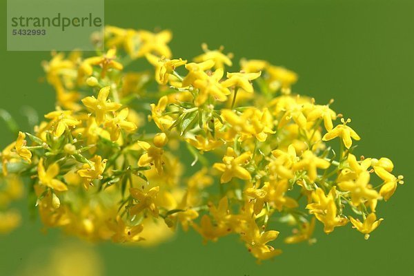 Goldrute vor grünem Hintergrund - Echte Solidago virgaurea - Goldrute enthält Flavonoide Saponine Phenylglykoside - harntreibende entzündungshemmende sowie krampflösende Wirkung - vorbeugend hilft es gegen Harnstein und Nierengrieß - Heilpflanze - medizinische Verwendung -