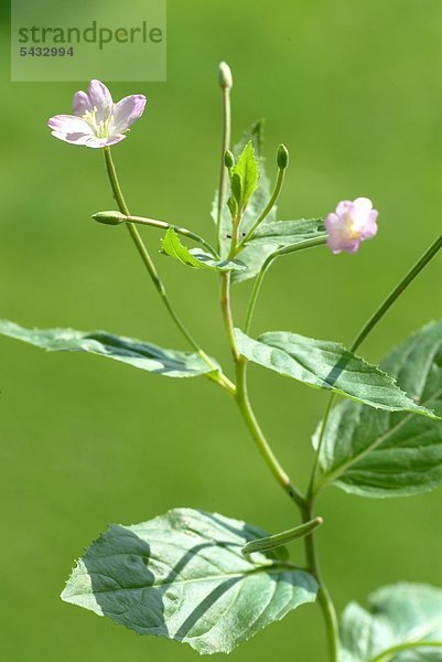 Kleinblütiges Weidenröschen vor grünem Hintergrund - Weideröschen - Epilobium parviflorum - Angeblich gute Wirksamkeit gegen Prostatabeschwerden und Nieren- Blasenbeschwerden - die jungen Wurzelsprossen werden als Salat gegessen - enthält Schleimstoffe Gerbstoffe Flavonoide und tumorhemmende Stoffe in geringen Mengen - Wildpflanze - medizinische Verwendung - blüht - blühen - Blüte - willowherb small flowered - codlins and creams - Epilobium parviflorum - pubescens - Garofanio minore -