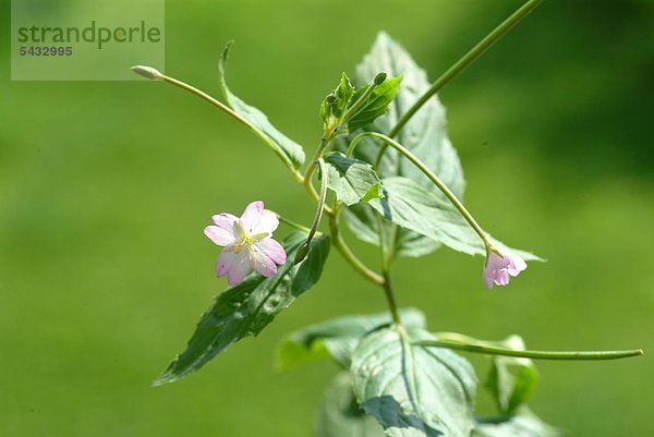 Kleinblütiges Weidenröschen vor grünem Hintergrund - Weideröschen - Epilobium parviflorum - Angeblich gute Wirksamkeit gegen Prostatabeschwerden und Nieren- Blasenbeschwerden - die jungen Wurzelsprossen werden als Salat gegessen - enthält Schleimstoffe Gerbstoffe Flavonoide und tumorhemmende Stoffe in geringen Mengen - Wildpflanze - medizinische Verwendung - blüht - blühen - Blüte -