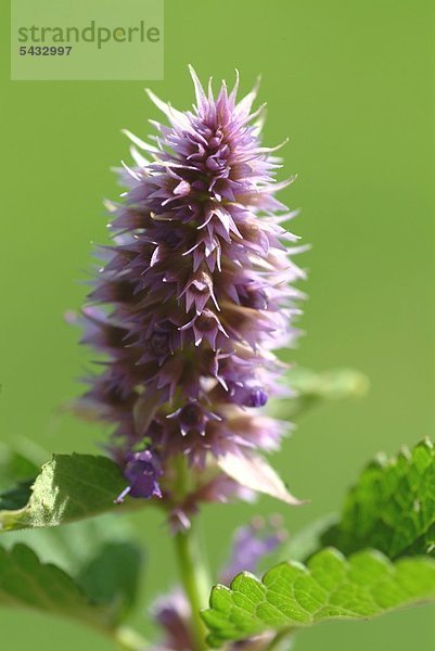 Anisysop vor grünem Hintergrund - Aniskraut - Bienen- Duft- Gewürz- und Teepflanze - Staude mit violetten Blütenkerzen - die Blätter duften und schmecken nach Anis und sind für Tee- und Süßspeisen geeignet - Würzpflanze - Gewürz - Salat - Heilpflanze - Süßkraut - Blätter mit Anis- oder Lakritzaroma -