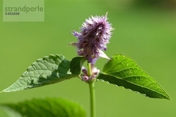 Anisysop vor grünem Hintergrund - Aniskraut - Bienen- Duft- Gewürz- und Teepflanze - Staude mit violetten Blütenkerzen - die Blätter duften und schmecken nach Anis und sind für Tee- und Süßspeisen geeignet - Würzpflanze - Gewürz - Salat - Heilpflanze - Süßkraut - Blätter mit Anis- oder Lakritzaroma - Liqorice mint - Agastache anisata foeniculum - spice - medicinal plant - herb -