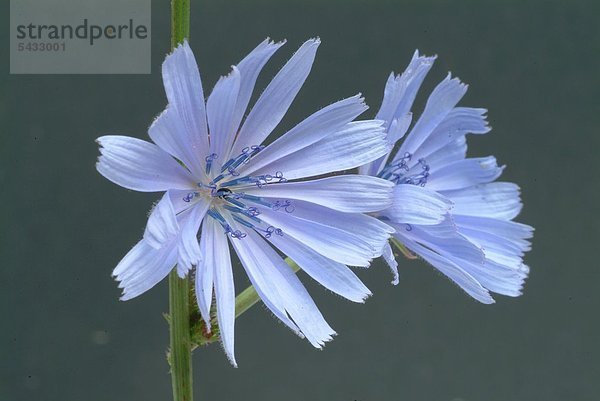 Wegwarte - zwei Blüten vor blauem Hintergrund - gewöhnliche Wegwarte - Cichorium intybus L. Gattung der Korbblütlergewächse - Blätter und Wurzel werden bei Appetitlosigkeit und Verdauungsbeschwerden verwendet - Die Pflanze enthält Bitterstoffe - Die Wurzel ist reich an Kohlenhydraten ( Inulin ) - Blauwarte - Heilpflanze - Blüten - blau - medizinische Verwendung - Wild chicora - medicinal plant - herb - medicinal use - Cichorium intybus - Cicoria selvatica