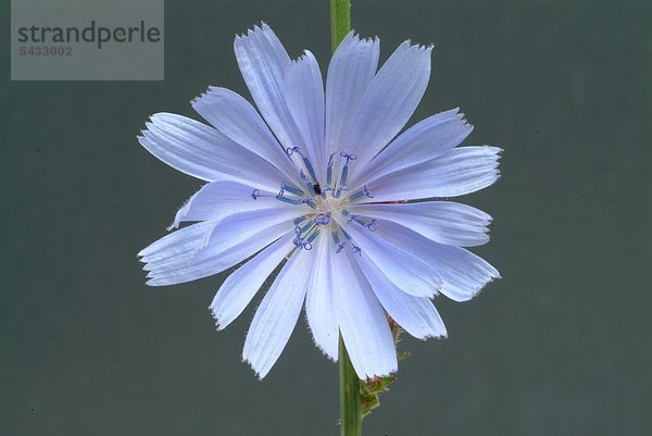 Wegwarte - eine Blüte vor blauem Hintergrund - gewöhnliche Wegwarte - Cichorium intybus L. Gattung der Korbblütlergewächse - Blätter und Wurzel werden bei Appetitlosigkeit und Verdauungsbeschwerden verwendet - Die Pflanze enthält Bitterstoffe - Die Wurzel ist reich an Kohlenhydraten ( Inulin ) - Blauwarte - Heilpflanze - Blüten - blau - medizinische Verwendung - Wild chicora - medicinal plant - herb - medicinal use - Cichorium intybus - Cicoria selvatica