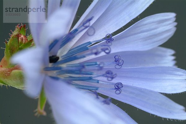 Wegwarte - eine Blüte Nah-Detail vor blauem Hintergrund - gewöhnliche Wegwarte - Cichorium intybus L. Gattung der Korbblütlergewächse - Blätter und Wurzel werden bei Appetitlosigkeit und Verdauungsbeschwerden verwendet - Die Pflanze enthält Bitterstoffe - Die Wurzel ist reich an Kohlenhydraten ( Inulin ) - Blauwarte - Heilpflanze - Blüten - blau - medizinische Verwendung - Wild chicora - medicinal plant - herb - medicinal use - Cichorium intybus - Cicoria selvatica