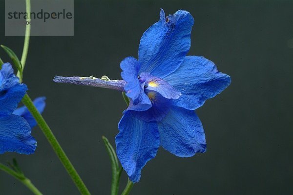 Rittersporn vor dunklem Hintergrund - blauer Rittersporn - Hahnenfußgewächs - enthält Diterpen - Alkaloide - giftig - früher nutzte man seine harn- und wurmtreibende Wirkung - Heilpflanze - medizinische Verwendung - Ackerrittersporn - Feldrittersporn - Larkspur - forking larkspur - medicinal plant - herb - Consolida regalis - Delphinium consolida - Speronelle consolida - Fior cappuccio -