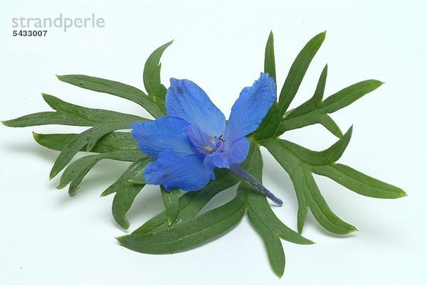 Blüte und Blätter von Rittersporn auf weißem Untergrund - blauer Rittersporn - Hahnenfußgewächs - enthält Diterpen - Alkaloide - giftig - früher nutzte man seine harn- und wurmtreibende Wirkung - Heilpflanze - medizinische Verwendung - Ackerrittersporn - Feldrittersporn - Larkspur -