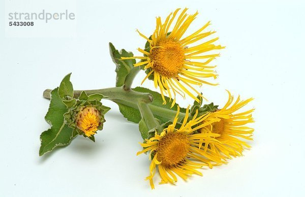 ein Zweig mit Blüten vom Alant - Inula helenium - Alant enthält ätherische Öle wirkt krampflösend auswurffördernd und regt die Magen-Darm-Tätigkeit an - medizinische Verwendung - Kräuter -