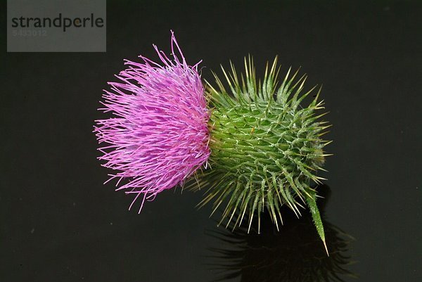 Blüte einer Eseldistel auf schwarzem Untergrund - Eselsdistel - Onopordum acanthium - Blütenblätter zum Würzen und Färben von Speisen - aus den Samen wird essbares Öl hergestellt - die Pflanze wirkt herzstärkend - der Saft wurde mit Erfolg in der Behandlung von Krebs und Geschwüren eingesetzt - verringert den Abfluß der Schleimhäute ( Sud aus den Wurzel ) enthält Bitterstoffe Gerbstoffe und Flavonglykoside -