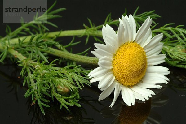 Bertram auf schwarzem Untergrund - Pellitory - Anacyclus pyrethrum - Römische Bertramswurzel - hautreizend - gut für den Magen oder als Mundwasser - bei Angstzuständen Schlaflosigkeit Zahnschmerz - enthält Gehrstoffe Inulin und flüchtiges Öl -