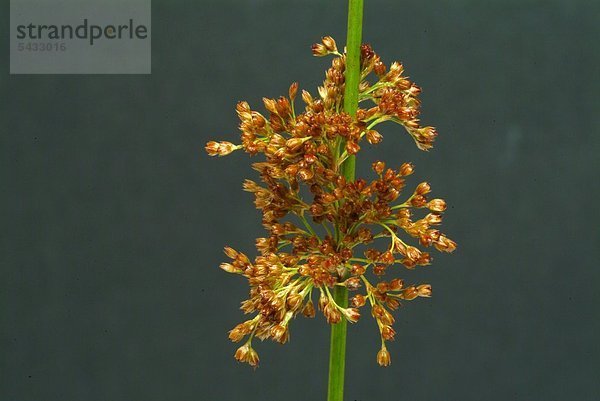 Flatterbinse vor dunklem Hintergrund - Juncus effusus - Binsengewächs - wirkt blutreinigend und harntreibend - der Wurzelstock wird verwendet - Heilpflanze - medizinische Verwendung -