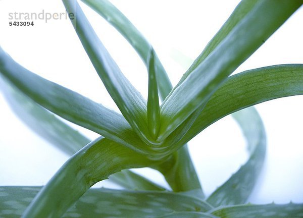 Aloe vera ( Aloe barbadensis ) In der Heilkunde Verwendung als Saft und Extrakt bei Verstopfung ( starkes Abführmittel ) und als Gel zur Wundbehandlung und bei Verbrennungen . Vielfache Verwendung auch in der Kosmetikindustrie . Aloe vera plant