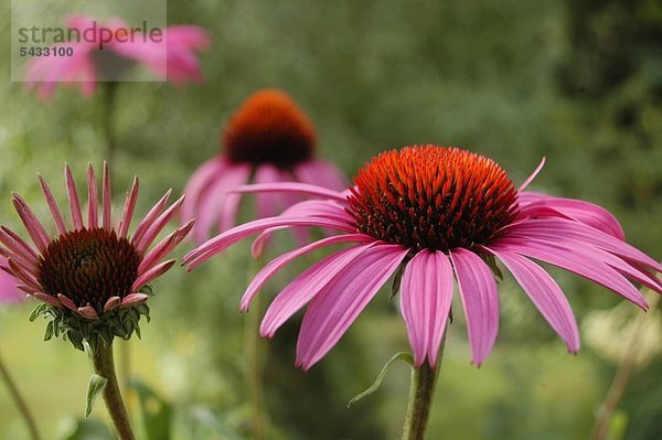 Gruppe roter Sonnenhüte ( Echinacea purpurea ) auf einer Wiese Stärkung der körpereigenen Infektionsabwehr und des Immunsystems