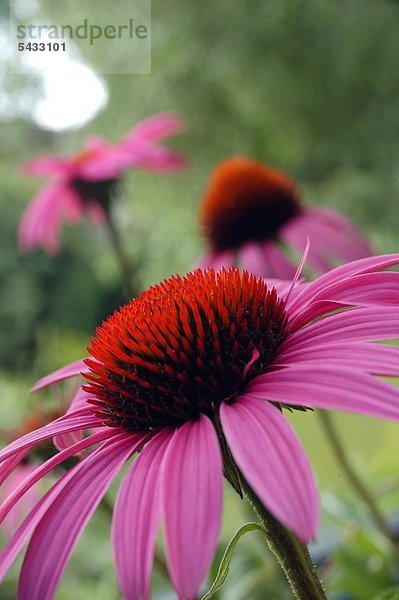 Drei roter Sonnenhüte ( Echinacea purpurea )auf einer Wiese Stärkung der körpereigenen Infektionsabwehr und des Immunsystems