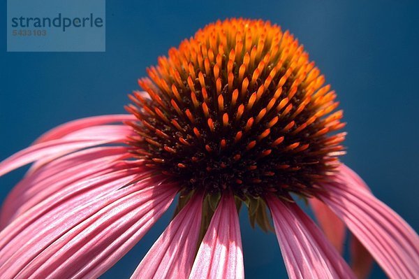 Einzelner roter Sonnenhut ( Echinacea purpurea ) Stärkung der körpereigenen Infektionsabwehr und des Immunsystems Single echinacea blossom