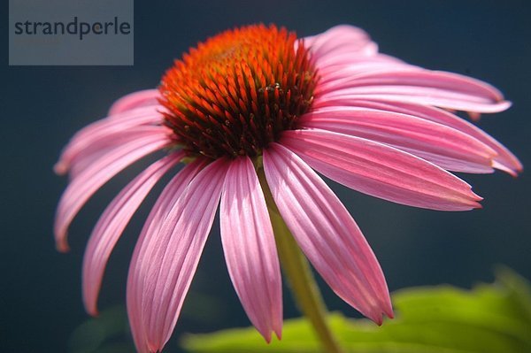 Einzelner roter Sonnenhut ( Echinacea purpurea ) Stärkung der körpereigenen Infektionsabwehr und des Immunsystems