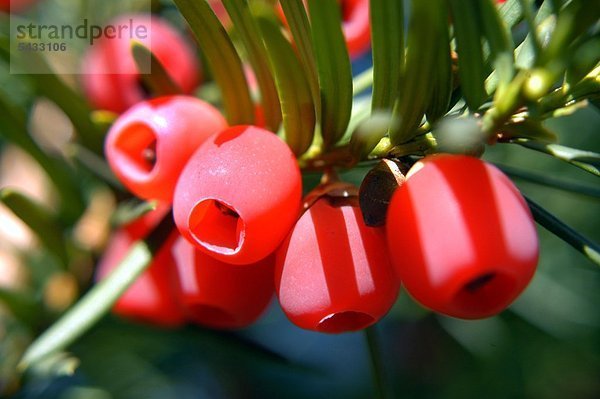 Eibe ( Taxus baccata ) Nadeln und Blüten . Homöopathie Zubereitung der Nadeln bei Hautausschlägen und rheumatischen Erkrankungen . Keine Selbstmedikation - Giftig Taxus bacceta - very toxic