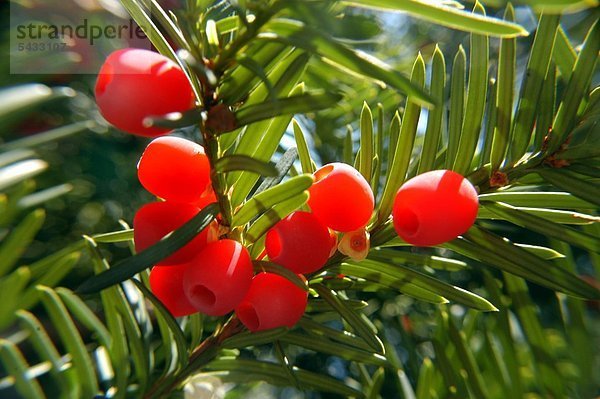 Eibe ( Taxus baccata ) Nadeln und Blüten . Homöopathie Zubereitung der Nadeln bei Hautausschlägen und rheumatischen Erkrankungen . Keine Selbstmedikation - Giftig Taxus bacceta - very toxic