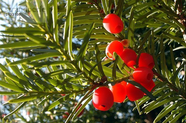 Eibe ( Taxus baccata ) Nadeln und Blüten . Homöopathie Zubereitung der Nadeln bei Hautausschlägen und rheumatischen Erkrankungen . Keine Selbstmedikation - Giftig Taxus bacceta - very toxic