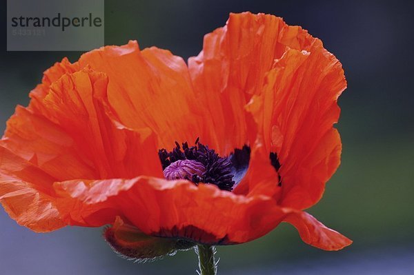 Klatschmohn ( Papaver rhoeas ) Blüte in der Natur Aufguss gegen Erkältungen und Beruhigung von Kleinkindern.