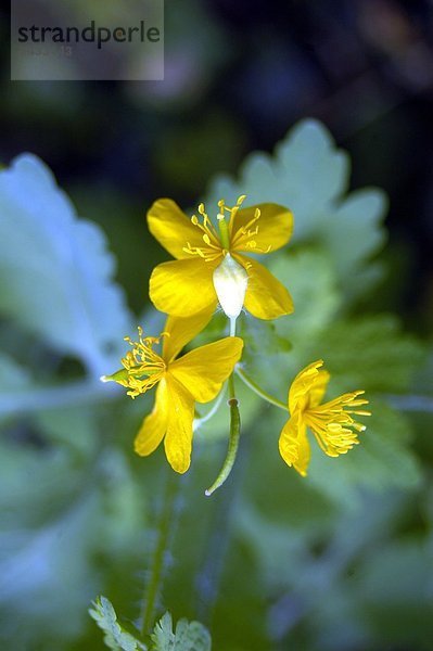 Schöllkraut ( Chelidonium majus ) Heilpflanze Verwendete Teile: Sproßteile  Milchsaft Verwendung bei Bronchitis   Keuchhusten   Asthma Krampflösend und entgiftend Auch zur Linderung von Hautkrankheiten Celladine blossoms Echinacea blossom