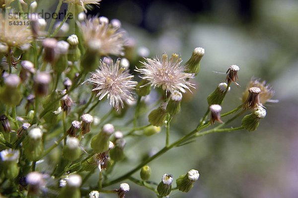 Conyza canadensis Cronq - Kanadisches Berufskraut Gegen Blutungen und Durchfallerkrankungen