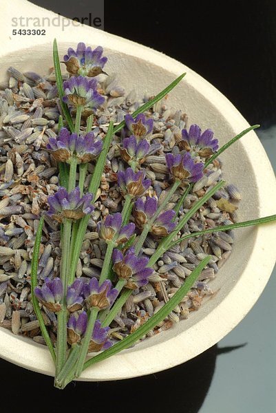 Lavendel Lavendula angustifolia - Lavendel wirkt leicht beruhigend und regt die Durchblutung der Haut an - Blüte des Lavendel - frische Blütenstängel liegen auf getrockneten Blüten - Heilpflanze - Kräuter - Gewürz - medizinische Verwendung - Duftpflanze -