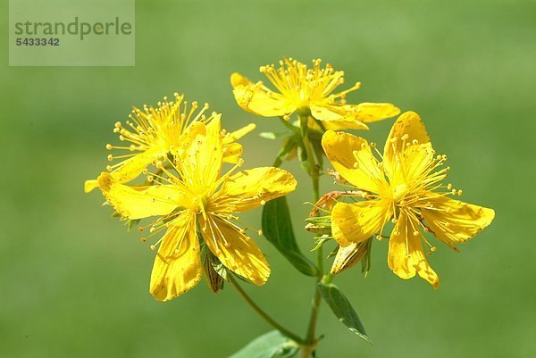 Blüten des Johanniskraut vor grünem Hintergrund - Johanniskraut - Hypericum perforatum - Heilpflanze - medizinische Verwendung - Saint John's Wort - medicinal plant - herb - Hypericum perforatum - Iperico - Hartheugewächs - Hartheu - Echtes Johanniskraut - Sonnwendkraut - Tüpfeljohanniskraut - Tüpfelhartheu - hilft bei Depressionen - Magen- und Darmstörungen - Heilpflanze - medizinische Verwendung -