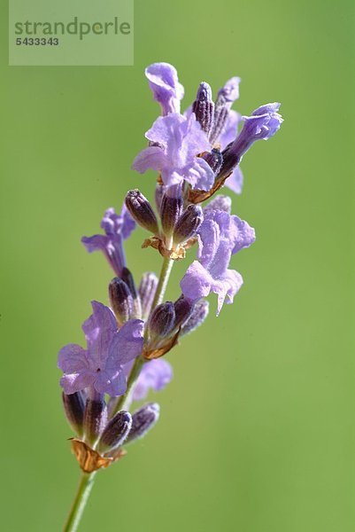 Lavendel - Lavendula angustifolia - wirkt leicht beruhigend und regt die Durchblutung der Haut an - Lavendelblüte - Blüte des Lavendel - Heilpflanze - Kräuter - Gewürz - medizinische Verwendung - Duftpflanze -
